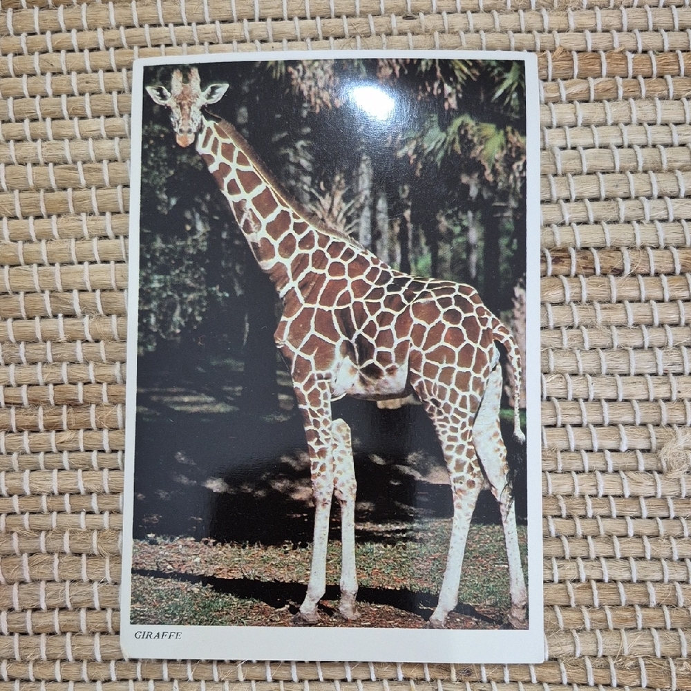 Lion Country Safari Vintage Post Card